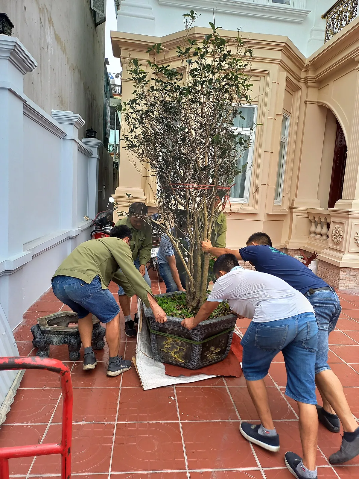 Thợ khiêng chậu cây nặng qua sân